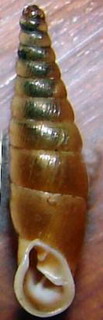 Tabella della Famiglia Clausilidae